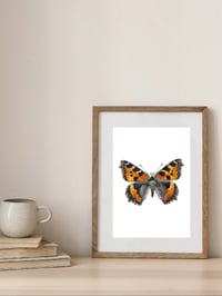Image 4 of Tortoiseshell Butterfly PRINT