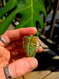 Image 3 of Mini variegated monstera pendant (uv reactive) 