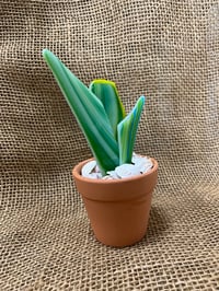 Image 3 of Mother in Law Tongue 