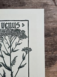 Image 3 of Venus Achillea • Planherbarium linocut paper print