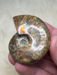 Image 5 of Large Opalized Ammonite Shell Fossil #2415