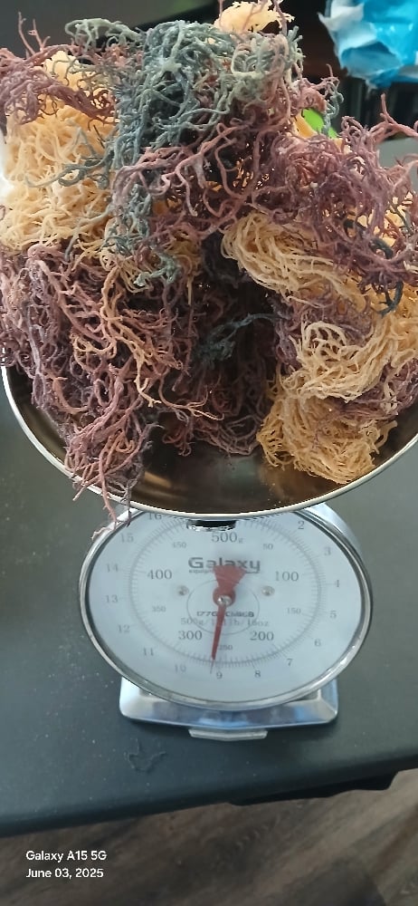 Image of Full Spectrum Seamoss. 1/2 pound