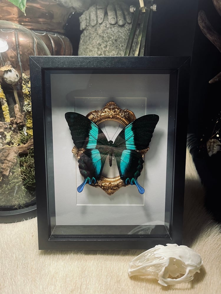 Image of  “Papilio Blumei” Green Peacock butterfly