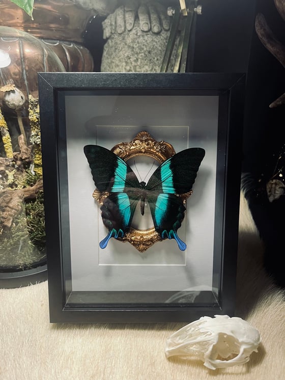 Image of  “Papilio Blumei” Green Peacock butterfly