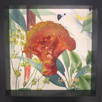Cockatoo Broccoli 