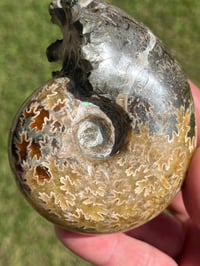 Image 7 of Ammonite Fossil | Madagascar #3022