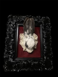 Image 2 of Rabbit head 