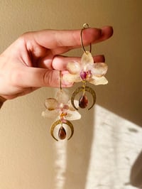 Image 2 of 💛💜Crescent Moon Moth Orchids💜💛