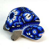 Image 1 of Baby Turtle