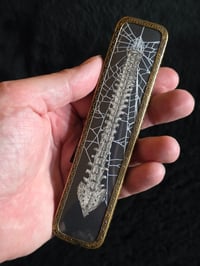 Image 2 of Repurposed Vanity series antique Anatomical with preserved web E