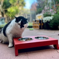 Image 5 of Elevated Cat Feeder (Whisker Friendly, Stainless Bowls)