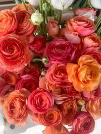 Image 4 of Ranunculus Corm - Specialty Cut Flower Varieties