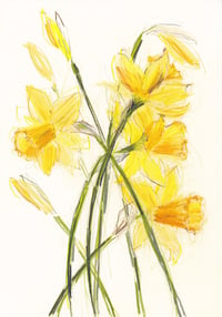 Daffodils no. 3