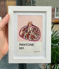 Image 3 of Pomegranate Pantone