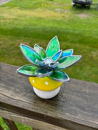Image 1 of Irid green succulent 