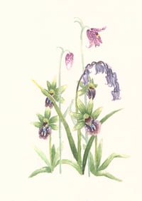 Image 1 of Native endangered species study 2