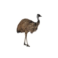 Emu