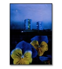 Image 1 of PANSY, BLUE AND YELLOW 