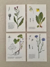 Image 8 of Illustrations botaniques (x4)
