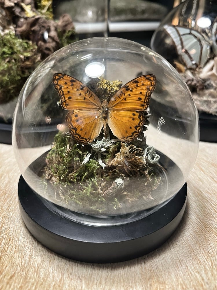 Image of “Wild Britain” Curiosity Dome