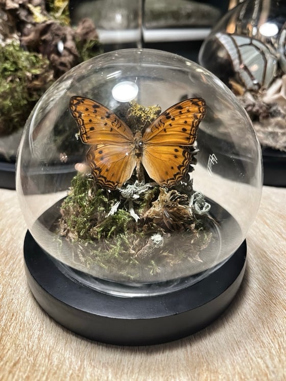 Image of “Wild Britain” Curiosity Dome