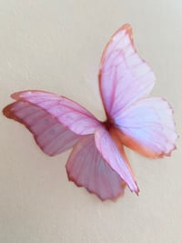 Image 1 of Cali (Larger size butterfly)
