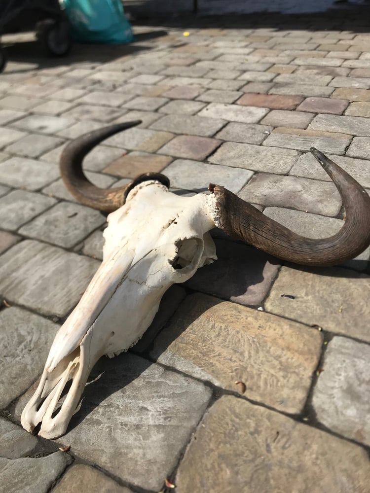 Image of Vintage Cape Buffalo Skull 