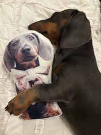 Image 1 of Pet Teddy or Toy