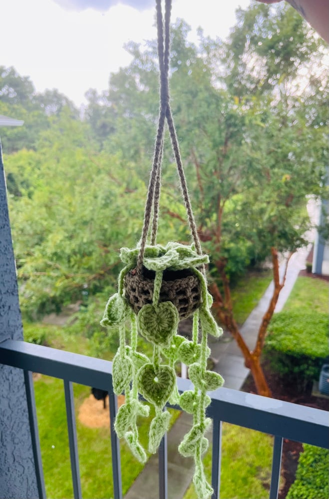 Image of Hanging Plant