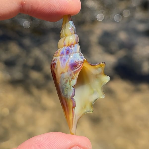 Image of Purple and White Speckled Shell