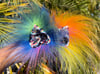 Rainbow Road