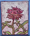Strawflower 