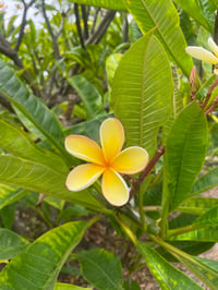 Image 1 of Usui/Holy Fire® III Online Reiki I & II Training
