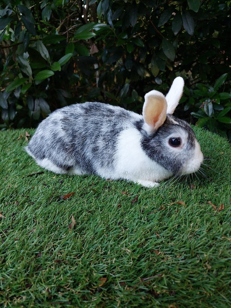 Image of Sour cream (F)