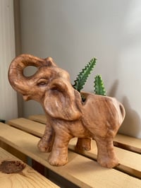 Image 1 of African Milk Tree in Ceramic Elephant