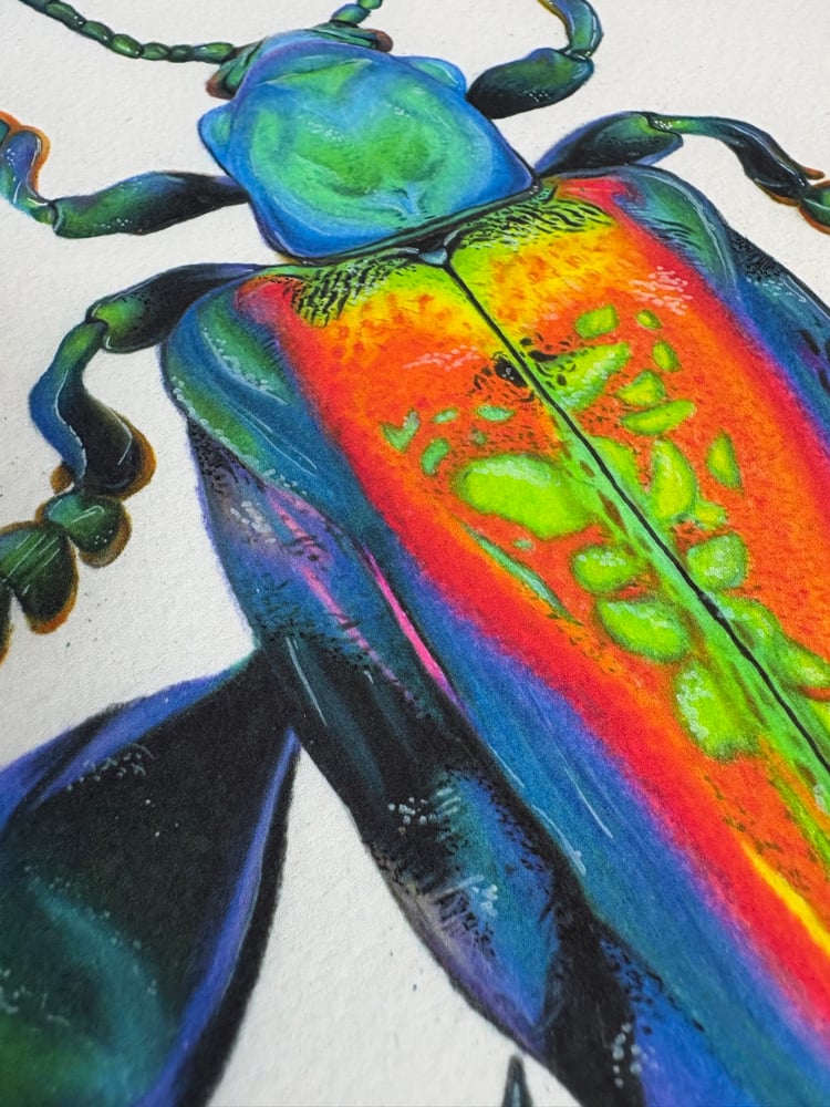 Image of Frog-Legged Beetle Print