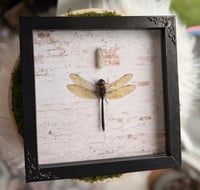 Image 1 of Moonstone Dragonfly