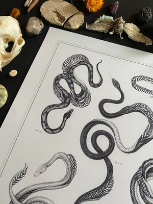 Serpentes Print