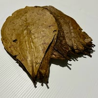 Image of Indian Almond Leaves