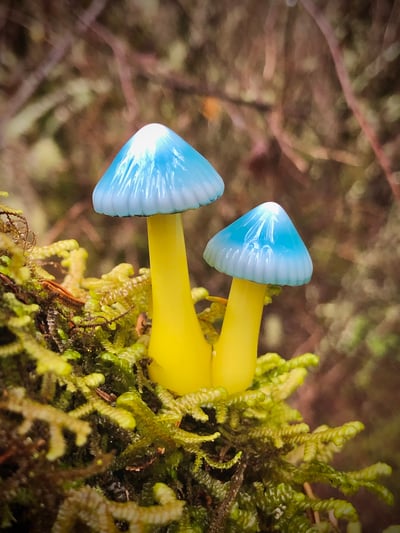 Image of Double Parrot Mushroom Plant Spike