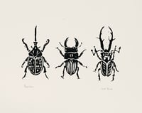 Beetles