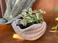 Image 2 of Baby Sun Rose in Glazed Shell Pot