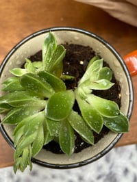Image 2 of Echeveria in Fall Owl Mug