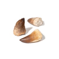 Fossilized Mosasaur Teeth 