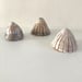 Image of Pottery Limpet shells