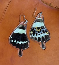 Image 3 of XL Gigon Swallowtail Hindwings