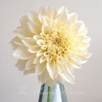 Image 5 of Mixed Dahlia seed