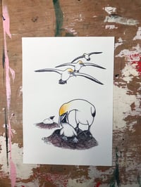 Gannet a4 print 