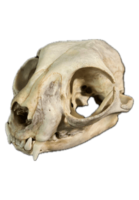 Image 2 of Cat Skull