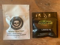 Image 2 of ThaiLantz (Som-D Thai Landrace X Lantz F2)